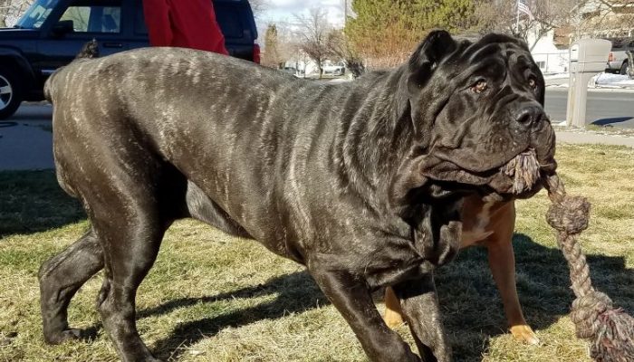 An extinct ancient canine that weighs 180 pounds is available for adoption