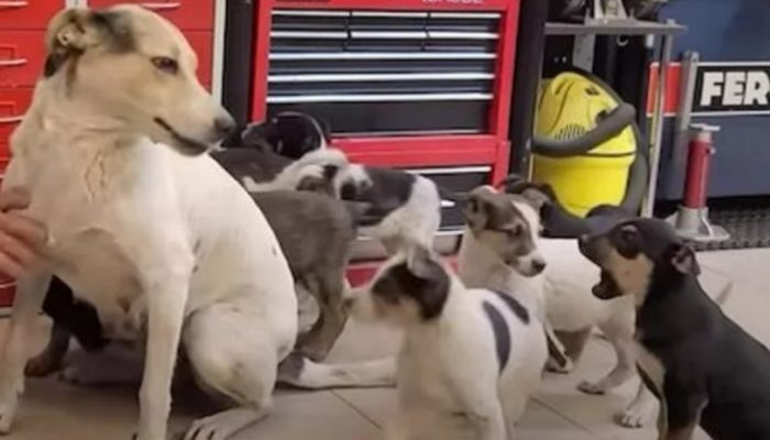 By the time the mother dog arrived to the vehicle, her nine pups had been taken from her and were on the verge of being abandoned on the street