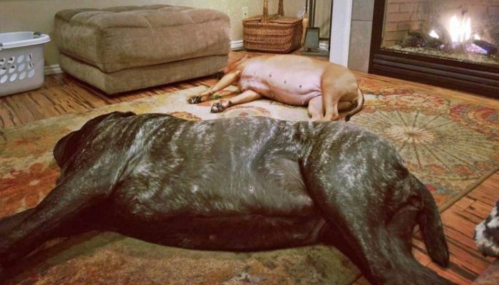 An extinct ancient canine that weighs 180 pounds is available for adoption