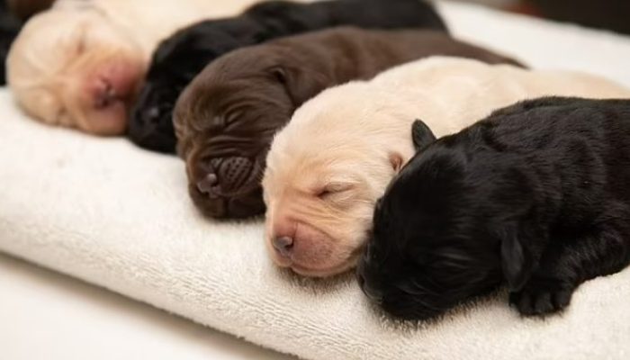 As a result of this dog's pregnancy, 10 pups were born, forming an exceedingly rare litter of Labrador retrievers with diverse coat colors