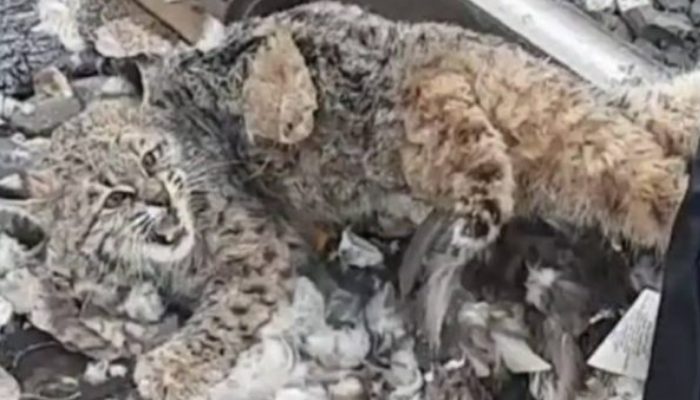 Minutes before the train passed by, brave members of the railway crew managed to free a frozen lynx off the tracks