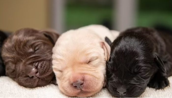 As a result of this dog's pregnancy, 10 pups were born, forming an exceedingly rare litter of Labrador retrievers with diverse coat colors