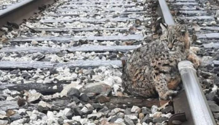Minutes before the train passed by, brave members of the railway crew managed to free a frozen lynx off the tracks