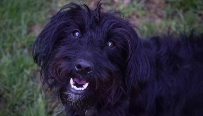 When a dog's family chooses to retain him, it's difficult for the shelter to find him a new home