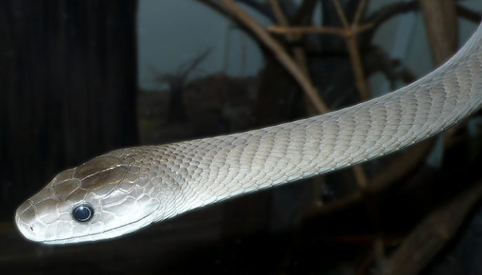 A poisonous snake has taken up residence behind her screen door and has become a very dear companion to her