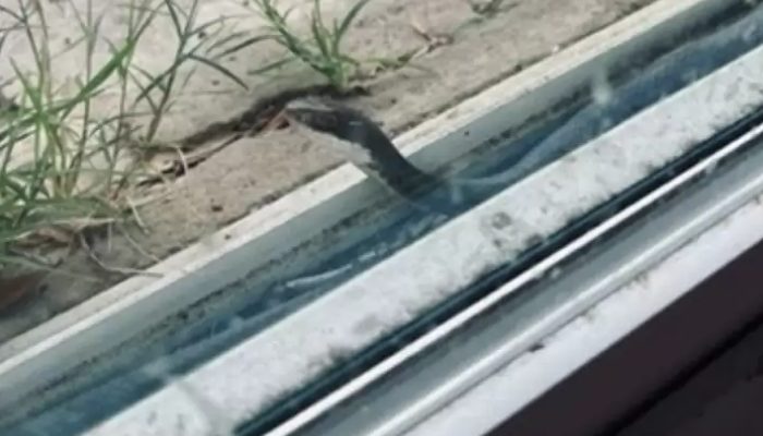 A poisonous snake has taken up residence behind her screen door and has become a very dear companion to her