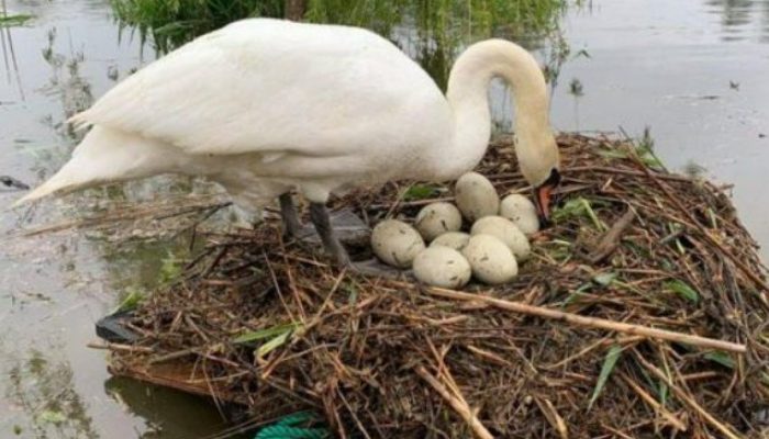 Swans and their newborn babies are saved from drowning by the efforts of an adventurous guy