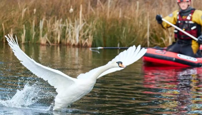 In the wake of a breakup, Swan can't believe she's reunited with her ex