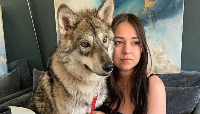 When a mother wolf pup was discarded, a kind young woman took her in and nurtured her as her own