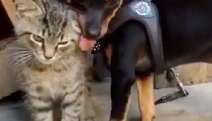 A wanderer kitty was fond of a pup and visited him consistently. That was friendship and more.