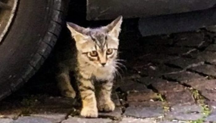A wanderer kitty was fond of a pup and visited him consistently. That was friendship and more.