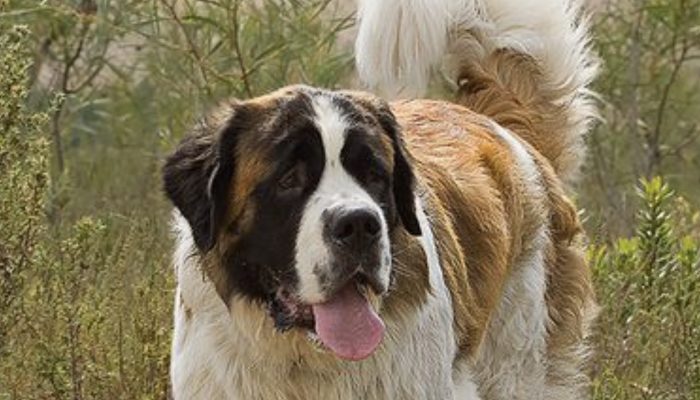 How two big dogs make friends with a young goat from the village.