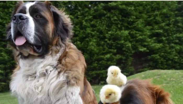 How two big dogs make friends with a young goat from the village.