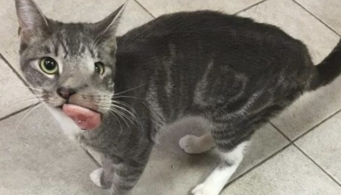 Nobody needed to embrace this feline since she had an enormous growth all over, yet a wonder occurred.