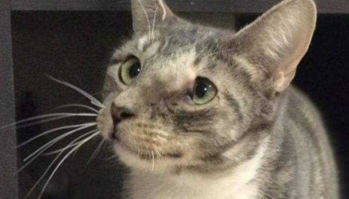 Nobody needed to embrace this feline since she had an enormous growth all over, yet a wonder occurred.