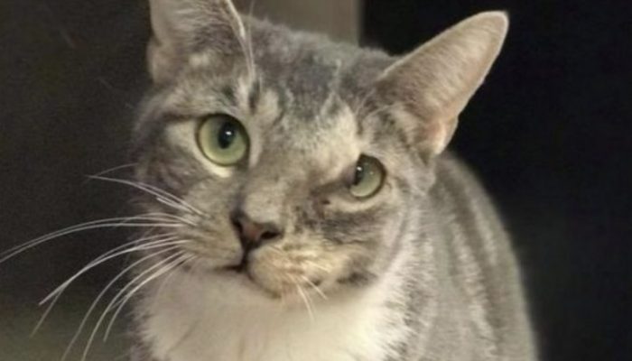 Nobody needed to embrace this feline since she had an enormous growth all over, yet a wonder occurred.