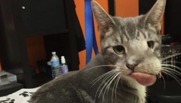 Nobody needed to embrace this feline since she had an enormous growth all over, yet a wonder occurred.