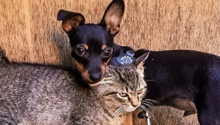 A wanderer kitty was fond of a pup and visited him consistently. That was friendship and more.