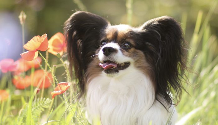 Is it possible for photographer to took pictures of a hummingbird and a dog together?