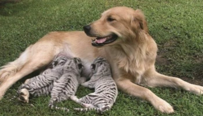 Little tiger children were saved by a caring canine mother. She fed her little puppies.