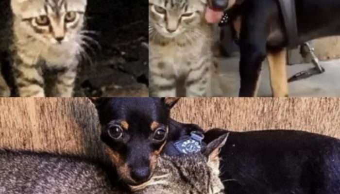 A wanderer kitty was fond of a pup and visited him consistently. That was friendship and more.