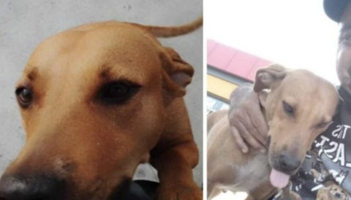 Whenever a person saves a canine that has bitten him, his unforeseen response becomes a web sensation.