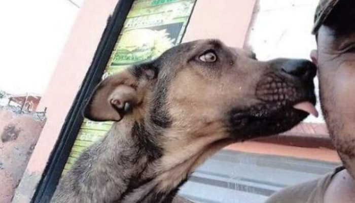 Whenever a person saves a canine that has bitten him, his unforeseen response becomes a web sensation.