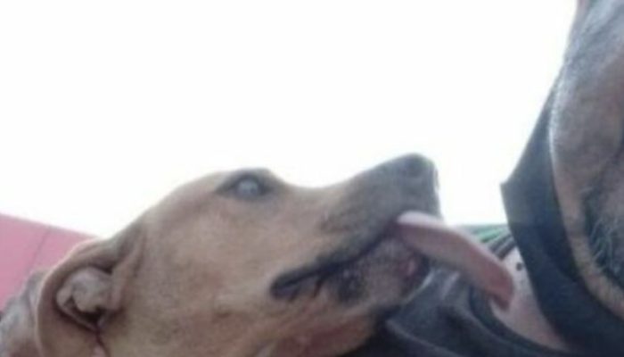 Whenever a person saves a canine that has bitten him, his unforeseen response becomes a web sensation.