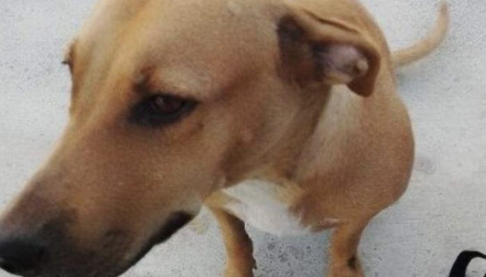 Whenever a person saves a canine that has bitten him, his unforeseen response becomes a web sensation.