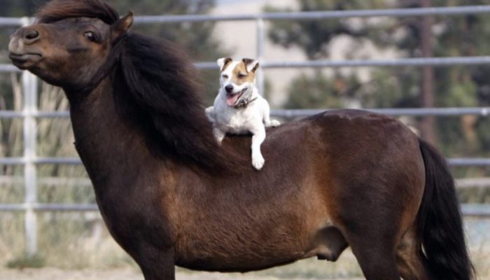 A salvage horse and a canine that is captivated by riding on her back make an exceptional association.