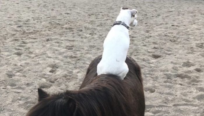 A salvage horse and a canine that is captivated by riding on her back make an exceptional association.