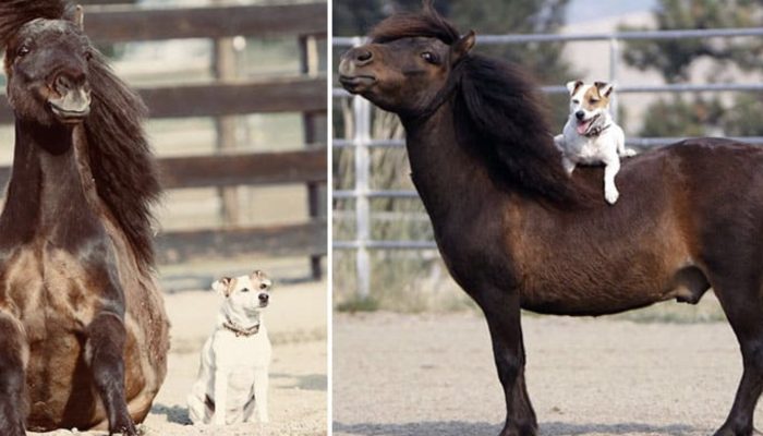 A salvage horse and a canine that is captivated by riding on her back make an exceptional association.