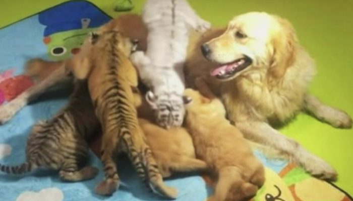 Little tiger children were saved by a caring canine mother. She fed her little puppies.