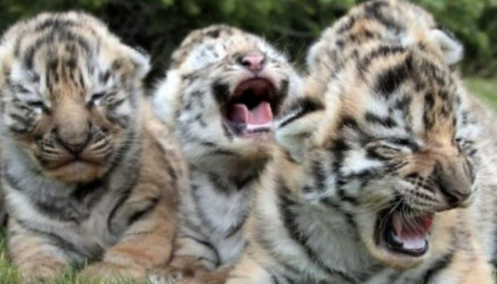 Little tiger children were saved by a caring canine mother. She fed her little puppies.