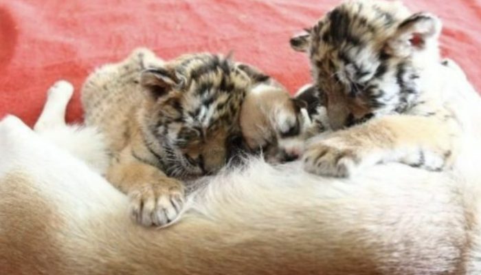 Little tiger children were saved by a caring canine mother. She fed her little puppies.