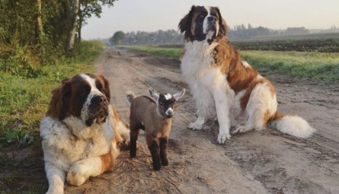How two big dogs make friends with a young goat from the village.