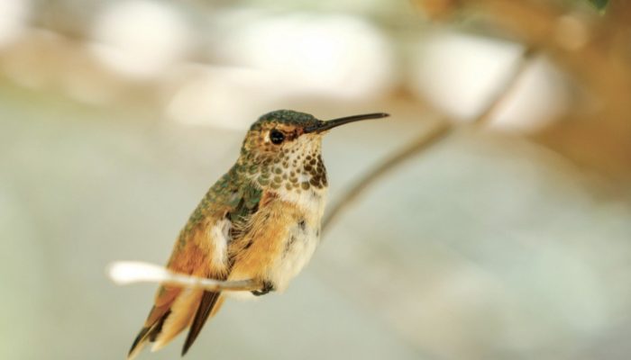 Is it possible for photographer to took pictures of a hummingbird and a dog together?