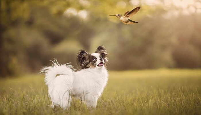 Is it possible for photographer to took pictures of a hummingbird and a dog together?