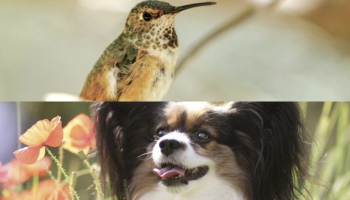 Is it possible for photographer to took pictures of a hummingbird and a dog together?