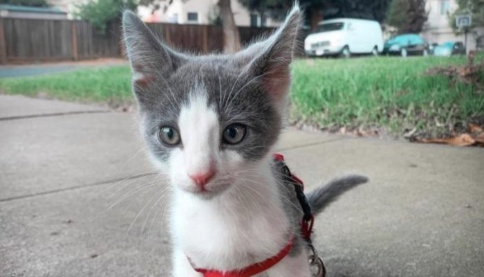 A wanderer cat tracks down his direction home with his future proprietor and the two become indivisible closest companions.
