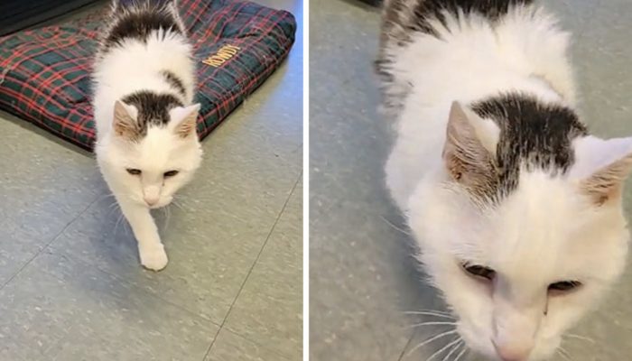 19-Year-Old solitary cat has found new home with 100-year-old woman.
