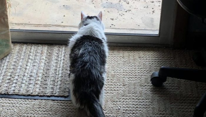 19-Year-Old solitary cat has found new home with 100-year-old woman.
