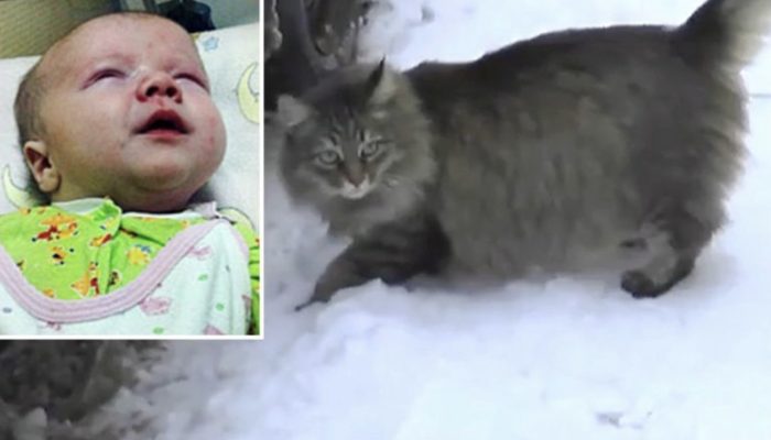 A valiant lost feline safeguarded an unwanted child's life by warming him with her body and keeping him from sticking to death.