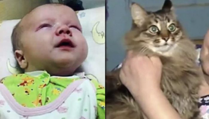 A valiant lost feline safeguarded an unwanted child's life by warming him with her body and keeping him from sticking to death.