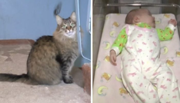 A valiant lost feline safeguarded an unwanted child's life by warming him with her body and keeping him from sticking to death.