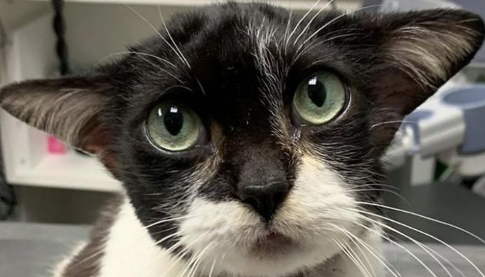 At the point when photos of a homeless feline showed up via web-based entertainment, they caught the hearts of numerous clients.