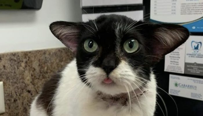 At the point when photos of a homeless feline showed up via web-based entertainment, they caught the hearts of numerous clients.