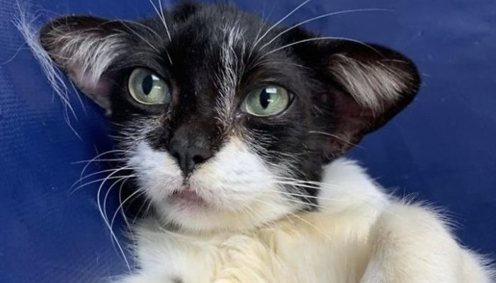 At the point when photos of a homeless feline showed up via web-based entertainment, they caught the hearts of numerous clients.