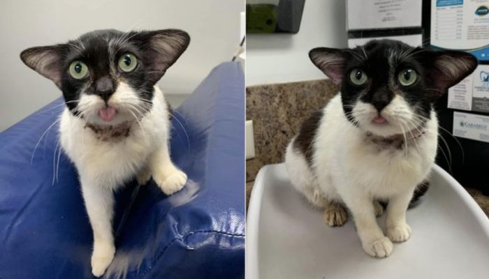 At the point when photos of a homeless feline showed up via web-based entertainment, they caught the hearts of numerous clients.