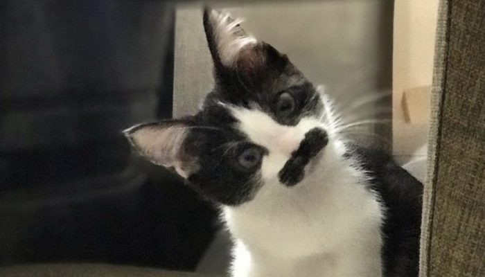Mostaccioli was brought into the world with a mustache-like imprint over her mouth, and she has a ton of fans on the web.